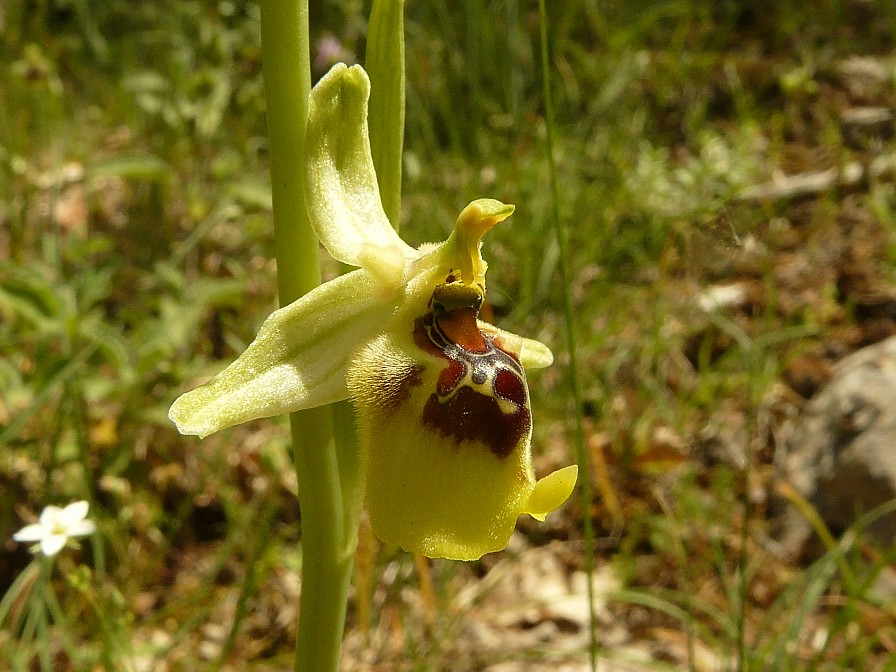 Ophrys lacaitae x Ophrys fuciflora